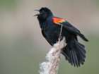 Juanita Bay, Washington. Male red-winged blackbird, on cattail calling out a territorial warning Art Print